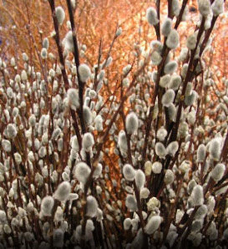 Pussy Willow shrub - Salix caprea