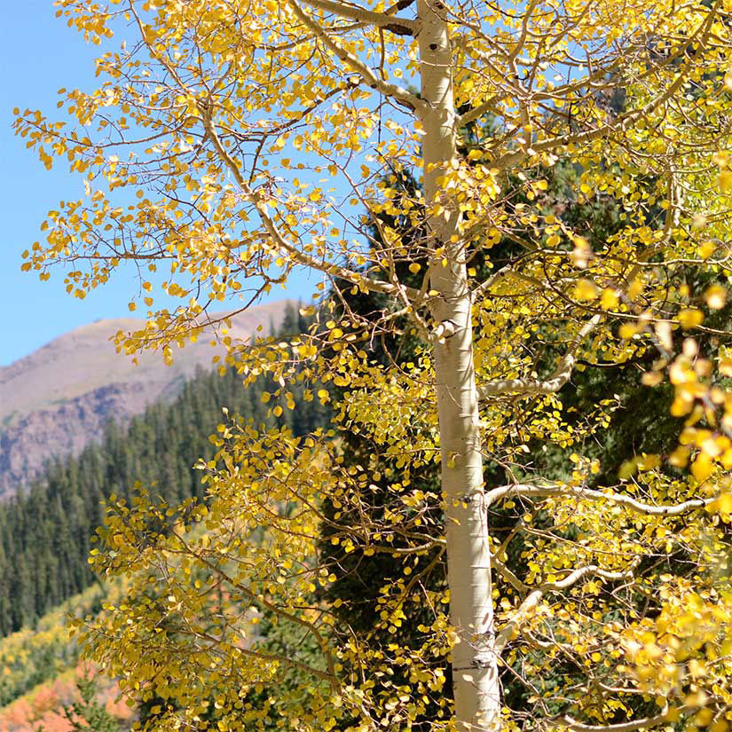 Quaking Aspen Trees for Sale at Arbor Day's Online Tree Nursery - Arbor Day  Foundation