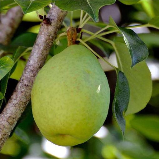 Picture of Flordahome Pear