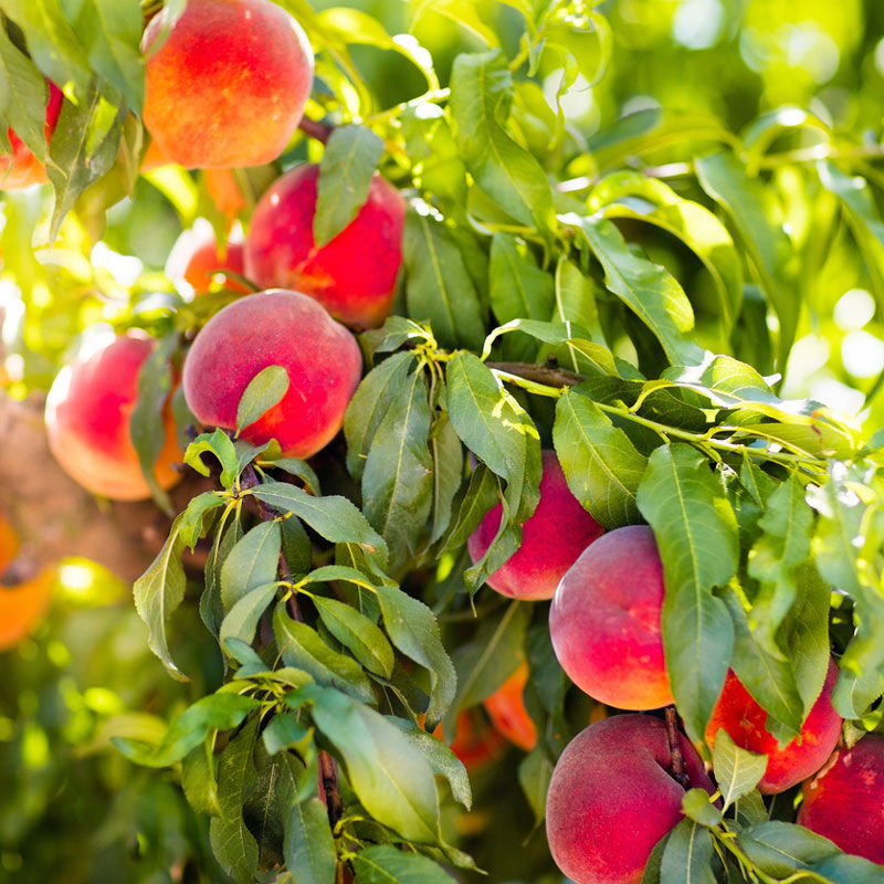 Contender Peach Trees for Sale at Arbor Day's Online Tree Nursery