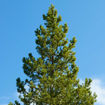 Picture of Lodgepole Pine