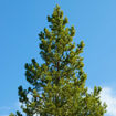 Picture of T & M Greencare Lodgepole Pine