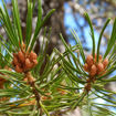 Picture of T & M Greencare Lodgepole Pine