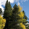 Picture of T & M Greencare Lodgepole Pine