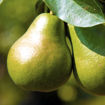 Picture of Baldwin Pear