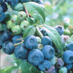 Picture of Brightwell Blueberry