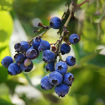 Picture of Brightwell Blueberry