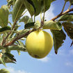 Picture of Dorsett Golden Apple