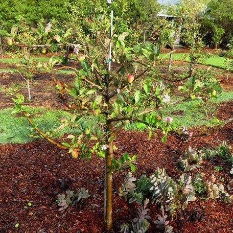 https://shop-static.arborday.org/media/0002562_anna-apple.jpeg