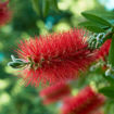 Picture of Red Cluster Bottlebrush