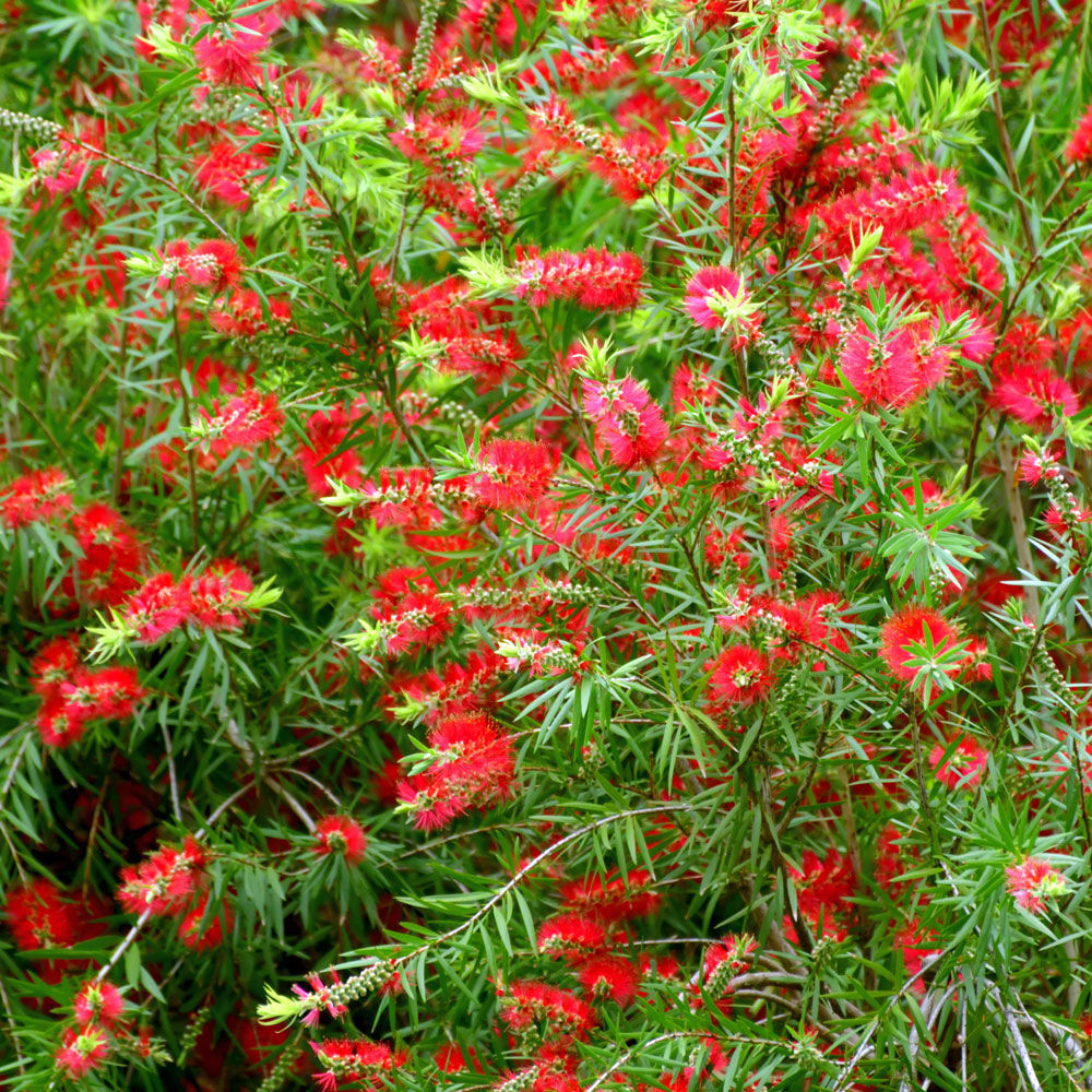 Bottlebrush Red Cluster