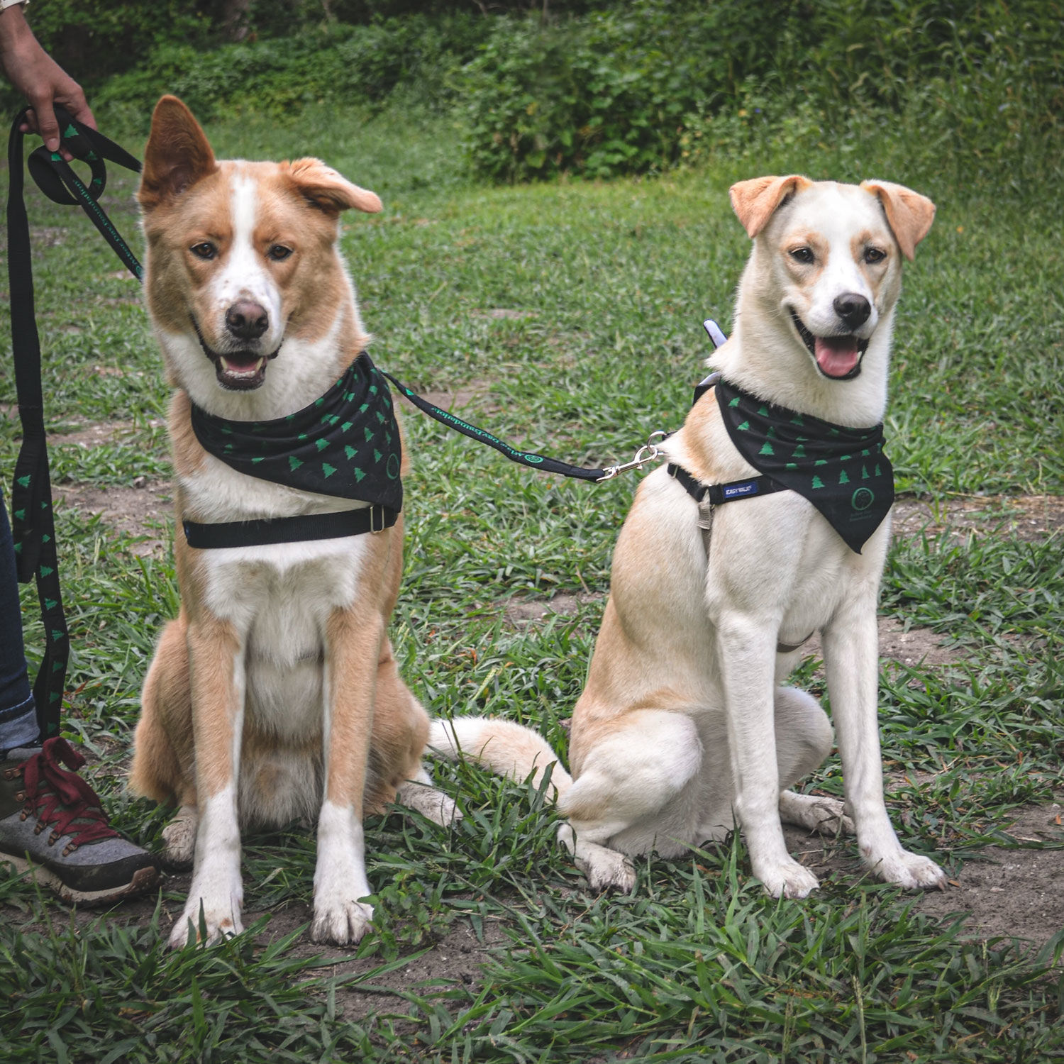 Arbor Day Foundation Dog Leash - Arbor Day Foundation