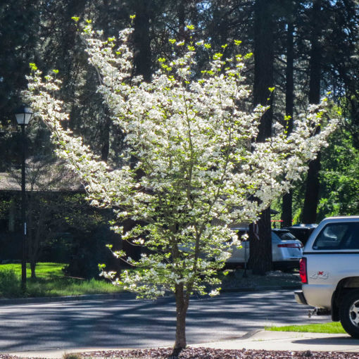 Picture of 10 Flowering Trees