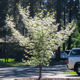 Picture of 10 Flowering Trees