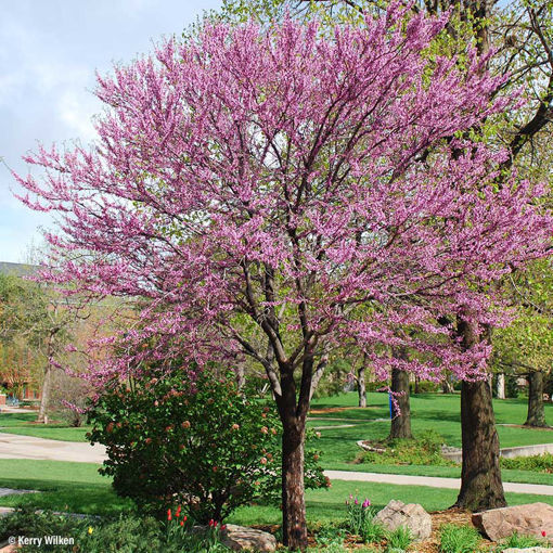 Picture of 10 Flowering Trees