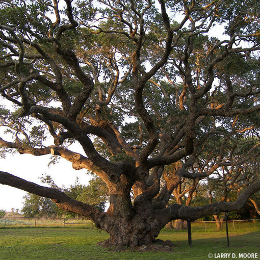 Picture of 10 Live Oak Trees