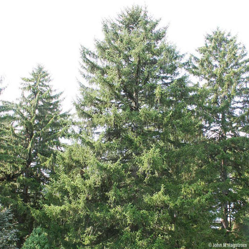 Picture of 10 Fast-Growing Norway Spruce Trees