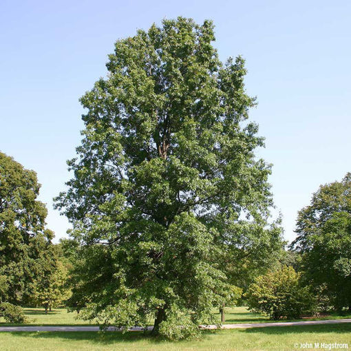 Learn About 10 Oak Trees - Arbor Day Foundation