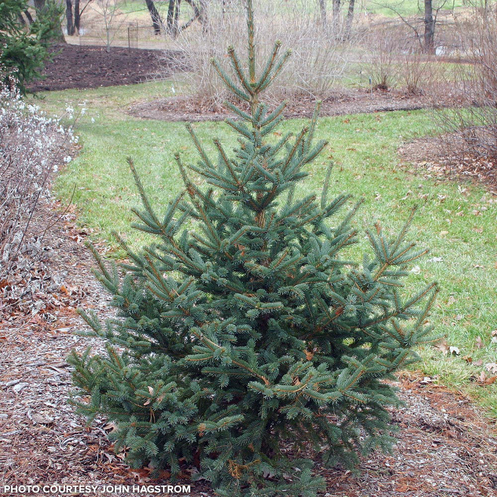 Buy affordable Meyer Spruce trees at our online nursery. Arbor Day ...