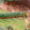 Picture of Meyer Spruce