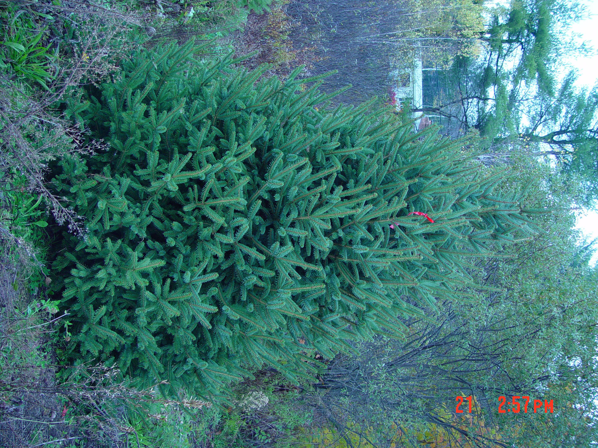 Buy affordable Meyer Spruce trees at our online nursery. Arbor Day ...