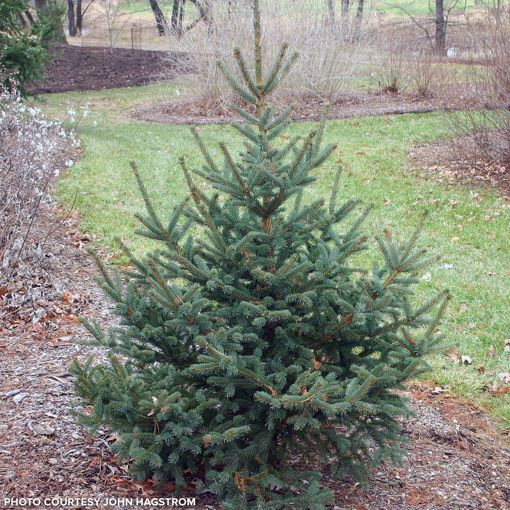 Picture of Meyer Spruce - Potted (Gallon)