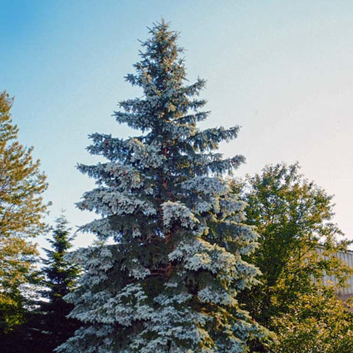 Picture of Blue Wonder Colorado Blue Spruce - Potted (Gallon)