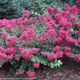 Picture of Infiniti® Magenta Crapemyrtle