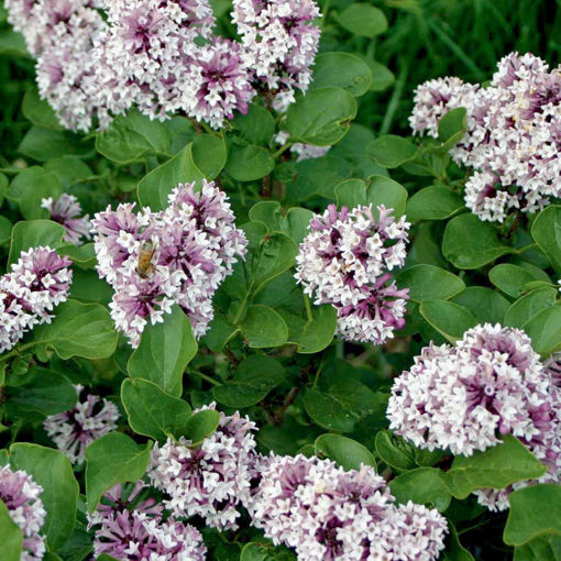 Buy Affordable Baby Kim Lilac bush - Syringa vulgaris - Arbor Day ...