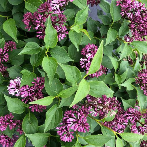 Picture of Baby Kim Lilac - Potted Quart