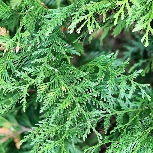 Green Giants of New England: Caring for Arborvitae and Western Red