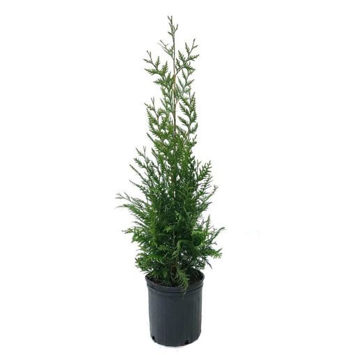 Green Giant Arborvitae Trees for Sale at Arbor Day's Online Tree ...
