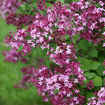 Picture of Bloomerang® Dark Purple Lilac