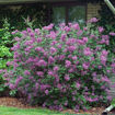 Picture of Bloomerang® Dark Purple Lilac