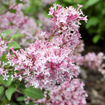 Picture of Scent and Sensibility™ Pink Lilac