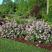Picture of Scent and Sensibility™ Pink Lilac