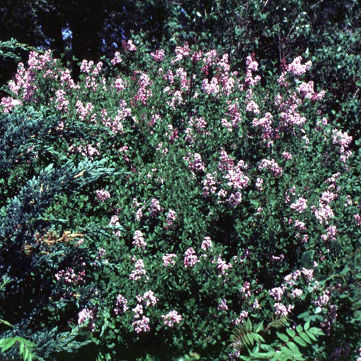 Picture of 'Miss Kim' Lilac