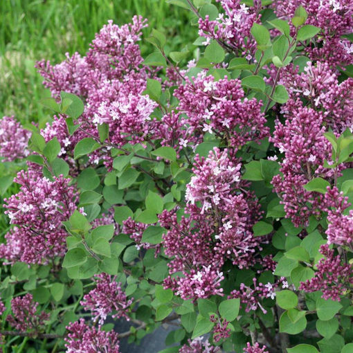Picture of Bloomerang® Dwarf Purple Lilac