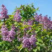 Picture of Scentara® Double Blue Lilac