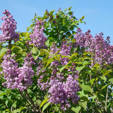 Fragrant Lilac Shrubs for Sale at Arbor Day's Online Tree Nursery - Arbor  Day Foundation