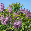 Picture of Scentara® Double Blue Lilac - Potted Quart