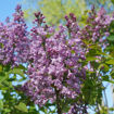 Picture of Scentara® Double Blue Lilac - Potted Quart