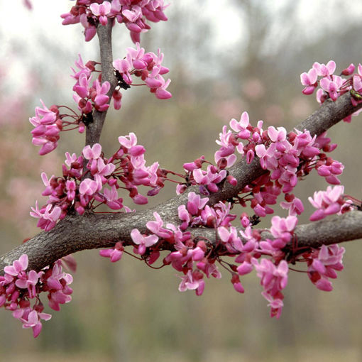 Picture of Forest Pansy Redbud