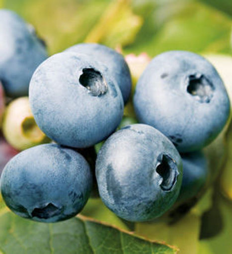 Bluecrop Blueberry - Vaccinium corymbosum Bluecrop shrub