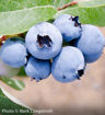 Bluecrop Blueberry - Vaccinium corymbosum "Bluecrop"