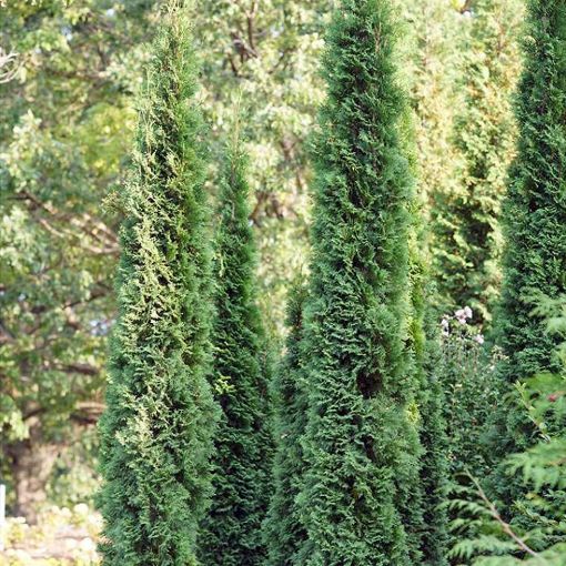 Picture of Full Speed A Hedge® Thin Man Arborvitae