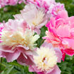Picture of Sorbet Peony