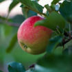 Picture of Honeycrisp Apple