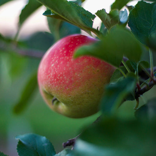 Honeycrisp Apple Tree » Store » Tomorrow's Harvest by Burchell Nursery
