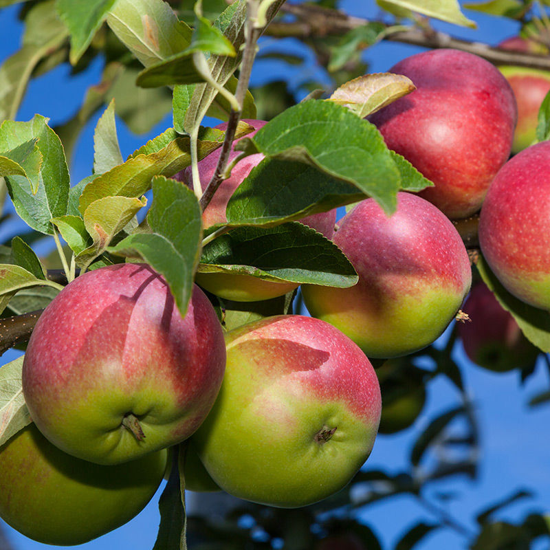 Buy affordable McIntosh Apple trees at our online nursery - Arbor Day  Foundation
